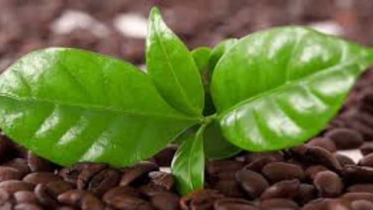 Com participação de pesquisadores da USP São Carlos - Folhas de café podem ajudar a criar soluções sustentáveis em saúde, meio ambiente e tecnologia