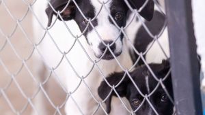 Prefeitura promove Feira de Adoção neste sábado com 264 animais à espera de um lar