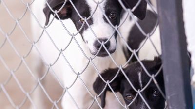 Prefeitura promove Feira de Adoção neste sábado com 264 animais à espera de um lar