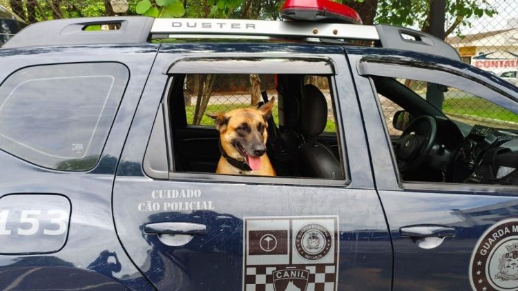 Operação do Canil leva à apreensão de drogas no São Carlos V