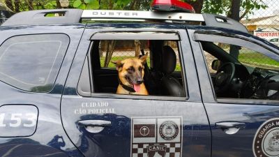 Operação do Canil leva à apreensão de drogas no São Carlos V