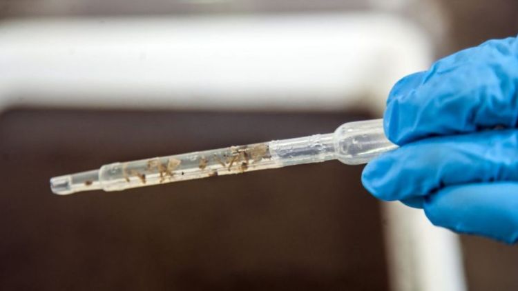 Wolbachia: secretaria de saúde intensifica ações para implantação de tecnologia que reduz transmissão da dengue e outras arboviroses