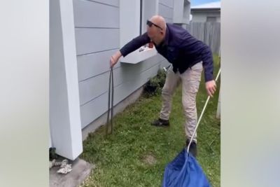 Cobras altamente venenosas flagradas acasalando à porta de uma casa; veja