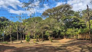 Ecovias e prefeitura firmam parceria para reaproveitamento ambiental de sementes e mudas