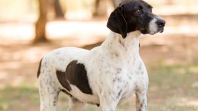 1ª Feira de Adoção Pet  2026 acontece dia 17 de janeiro no Canil Municipal