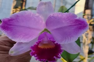 60ª Exposição Nacional de Orquídeas começa nesta sexta-feira
