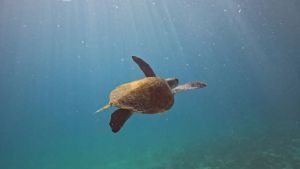 Pesquisa quer descobrir de onde vêm tartarugas que vivem em Arraial