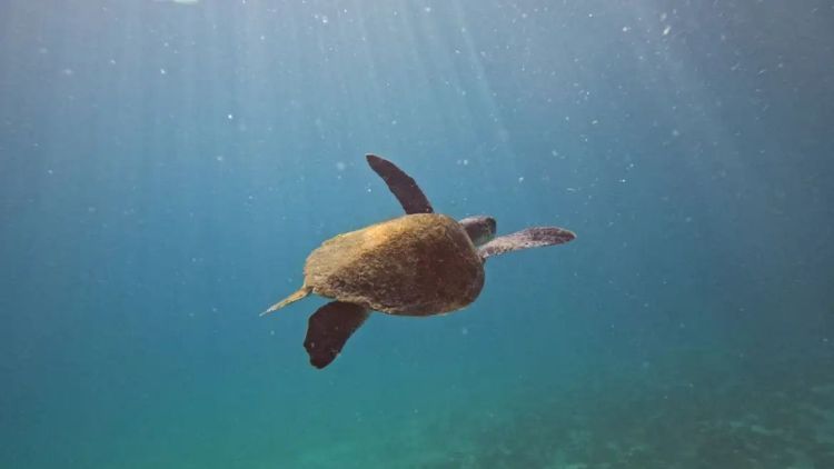 Pesquisa quer descobrir de onde vêm tartarugas que vivem em Arraial