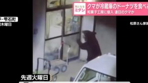 Urso invade 15 casas no Japão e até rouba donuts de geladeira