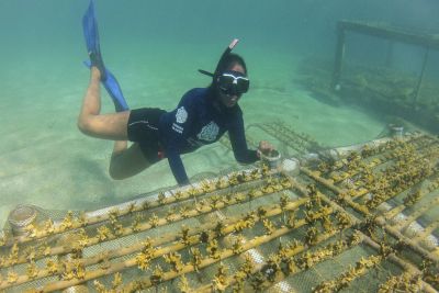Projeto alia restauração de corais e turismo sustentável em Pernambuco