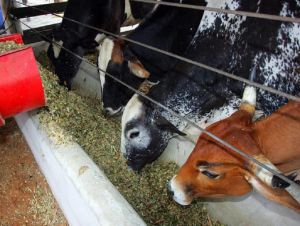 Ministério da Agricultura investiga suspeita de doença da ‘vaca louca’ no Brasil