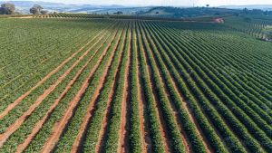 Inovação tecnológica na USP de São Carlos - Sensores biodegradáveis podem mudar o futuro da agricultura