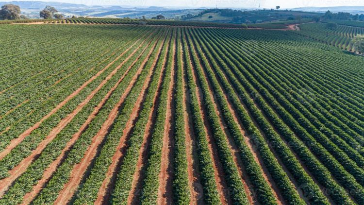 Inovação tecnológica na USP de São Carlos - Sensores biodegradáveis podem mudar o futuro da agricultura