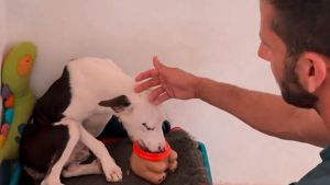 Causa animal: Projeto de Elton Carvalho quer punir abandono de animais e impedir animais sozinhos por mais de 24 horas