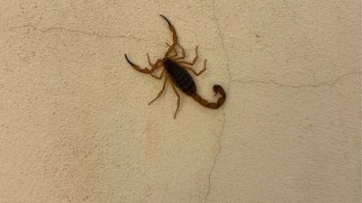 Vereador Moisés Lazarine acompanha trabalho dos Agentes de Combate às Endemias no CEMEI Homero Frei