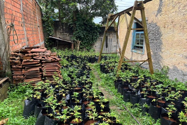 PM localiza plantação com 1.237 pés de maconha