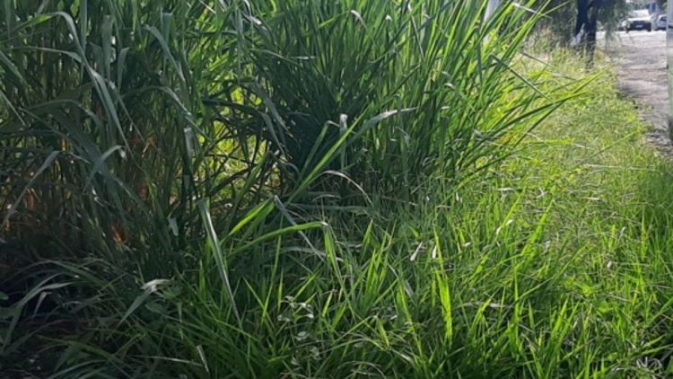 Editais de intimação de limpeza em terrenos e calçadas são publicados