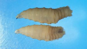 Parasita carnívoro que 'ameaça' EUA é detectado pela 1ª vez em humano