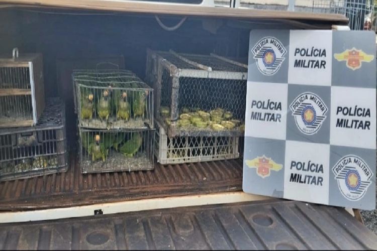 TOR prende dupla que traficava pássaros silvestres em Cravinhos