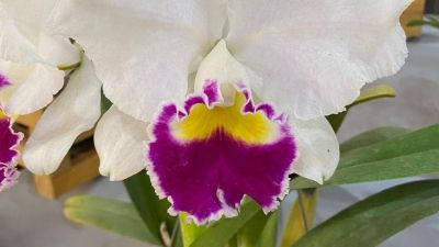 Rio Claro recebe 2º Encontro dos Amigos Orquidófilos, com exposição, vendas e ação solidária
