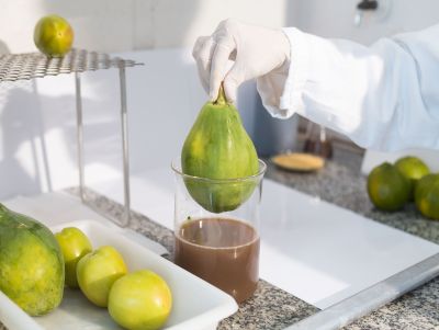 Nova fase da nanoemulsão de cera de carnaúba foca em mercado de pimentão e tomate