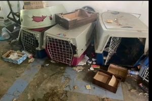 DIG de Campinas resgata cinco cachorros e prende homem por maus-tratos