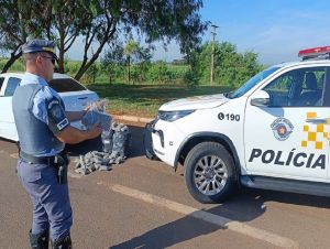 PM Rodoviária prende homem com 177 pacotes de skunk em veículo
