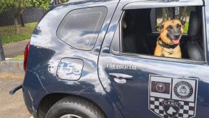 Adolescentes são apreendidos com drogas após ação da Guarda Municipal em São Carlos