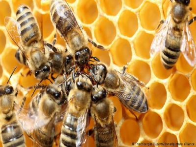 Campeão em biodiversidade, Brasil tem desafio de salvar abelhas