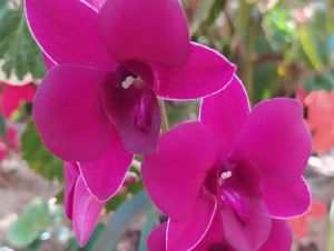 Cultivar Dendrobium UFSCar Ruby, desenvolvida no Campus Araras (Foto: Jean Carlos Cardoso)