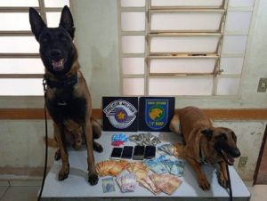 Cães localizam drogas durante ação de combate ao tráfico em Araraquara