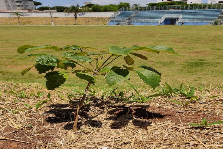 Complexo esportivo do Santa Felícia recebe primeira etapa de projeto de arborização