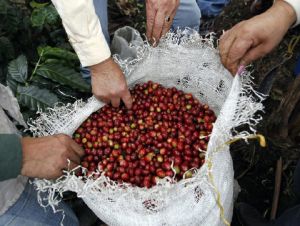 Produção de café da Colômbia recua 25% em abril, diz federação