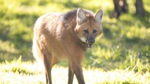 Parque Ecológico realiza atividades gratuitas sobre aves, lobo-guará e abelhas nativas neste sábado