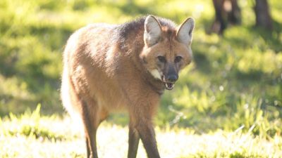 Parque Ecológico realiza atividades gratuitas sobre aves, lobo-guará e abelhas nativas neste sábado