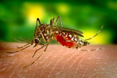 São Carlos registra 4.626 casos positivos de dengue