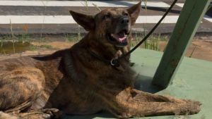 Cachorro é abandonado amarrado na Praça do CICA, no Centro