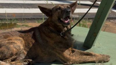 Cachorro é abandonado amarrado na Praça do CICA, no Centro