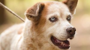 Departamento de controle e defesa animal realiza a 3ª Feira Pet de adoção 2026