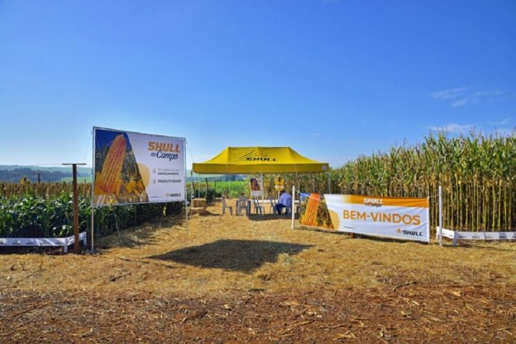 Shull Seeds promove dia de campo de milho e sorgo durante Agrishow