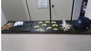 Denúncia leva Guarda Municipal a apreender drogas e dinheiro em imóvel invadido