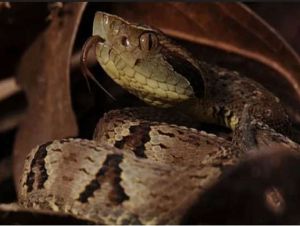 A ilha brasileira, cheia de cobras, onde é proibido botar os pés