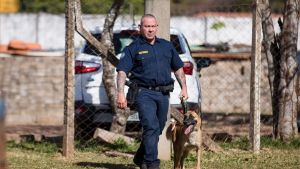 Cadela Índia auxilia Guarda Municipal na apreensão de quase 9 kg de drogas no primeiro semestre