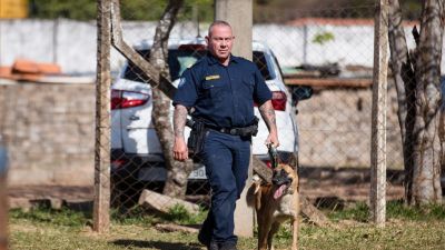 Cadela Índia auxilia Guarda Municipal na apreensão de quase 9 kg de drogas no primeiro semestre