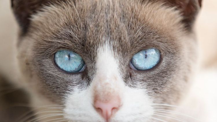 Secretaria promove 16ª Feira de Adoção de Cães e Gatos