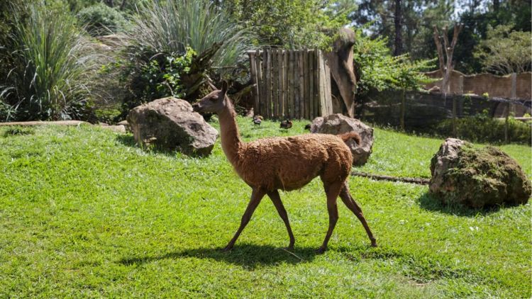 Parque Ecológico de São Carlos celebra 49 anos com atividades especiais