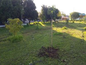 UFSCar, Rotary-Pinhal e Secretaria Municipal de Meio Ambiente realizam levantamento em praças do projeto de arborização urbana