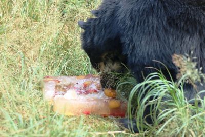 Animais do parque ecológico recebem alimentação diferenciada em virtude das altas temperaturas