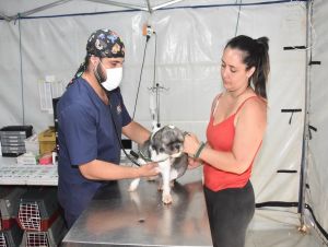 Departamento de Defesa Animal aumenta o número de castrações realizadas e retoma atendimento médico veterinário