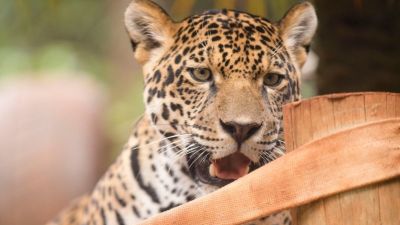 Atenas completa 1 ano e Parque Ecológico promove comemoração com enriquecimento ambiental aberto ao público